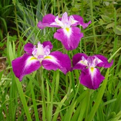 iris ensata himatsuri